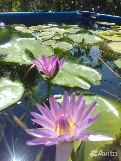 Водная лилия. Нимфея, можевельник, кувшинки