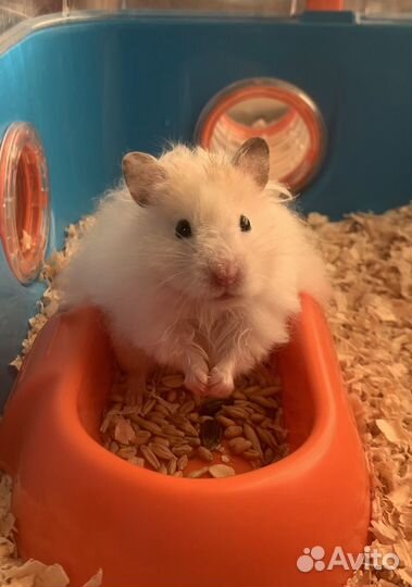 Хомяк с клеткой