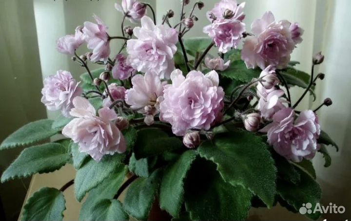 Фиалка Литуаника