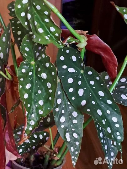 Бегония макулата