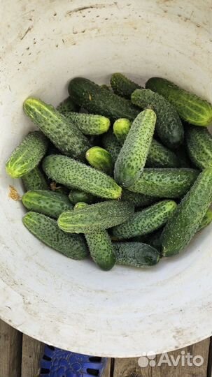 Продам огурцы свежие