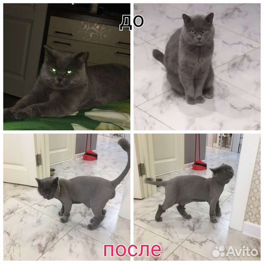 Стрижка или вычес/груминг кошек и собак