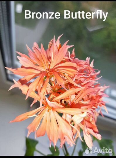 Стеллары зонартики Герань пеларгония