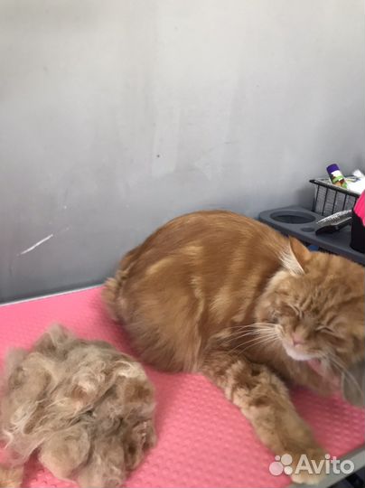 Груминг обучение курсы груминга стрижки собак