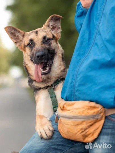 Молодая собака в добрый руки