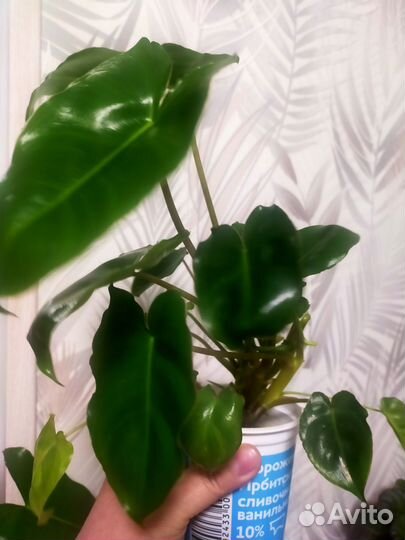 Филодендрон Бурле Маркс