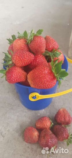 Рассада клубники