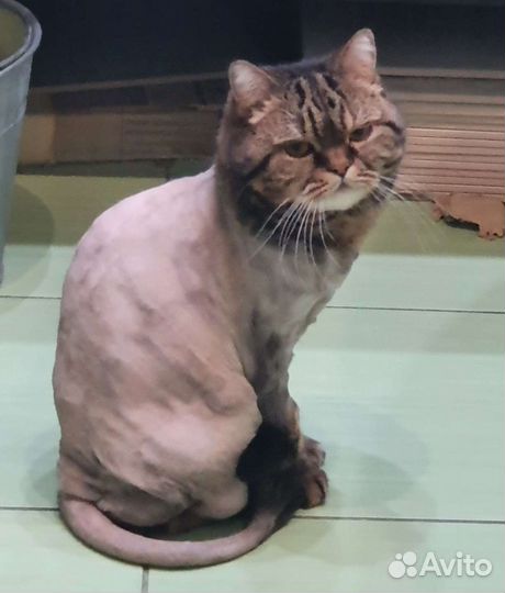 Груминг кошек