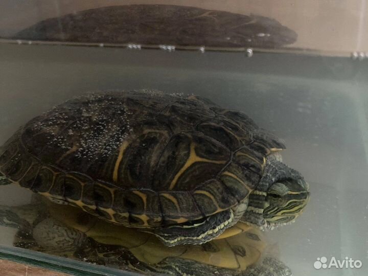 Черепаха с аквариумом