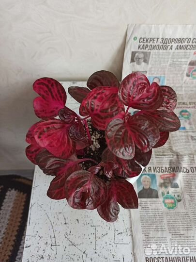 Букеты цветов живых,на подарок