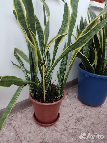 Сансевиерия щучий хвост