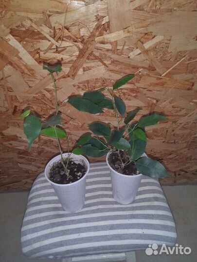 Цветы комнатные