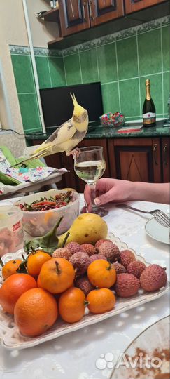 Попугай корелла с клеткой, ручная