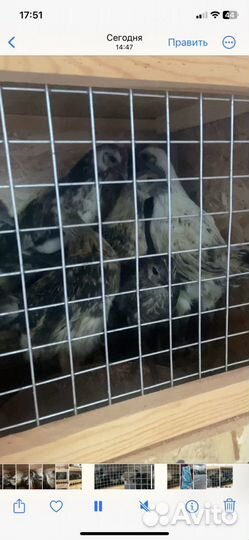 Молодые петухи