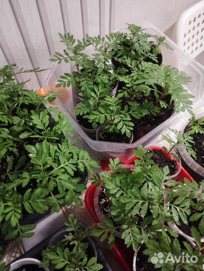 Рассада бархатцев