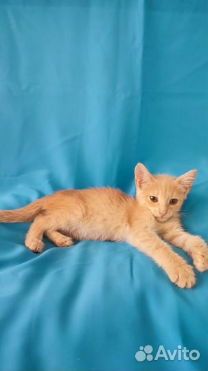 Пристраиваются милые котята