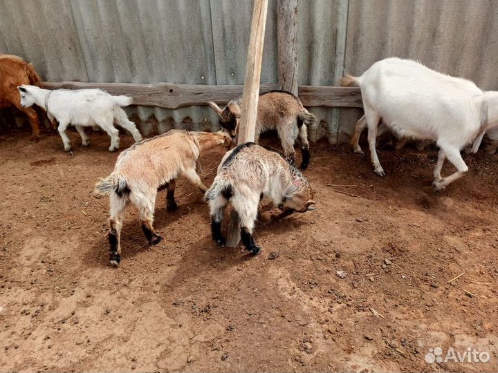 Продаю козлят 2х месячных