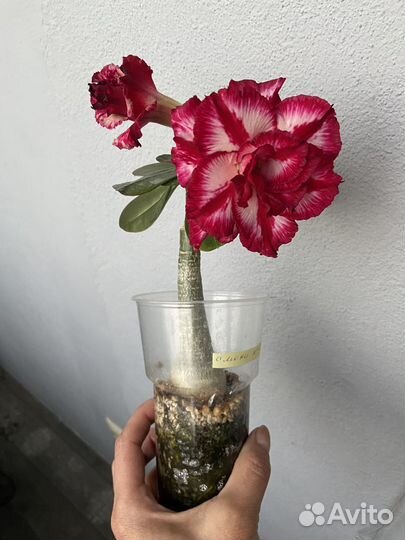 Адениум прививка