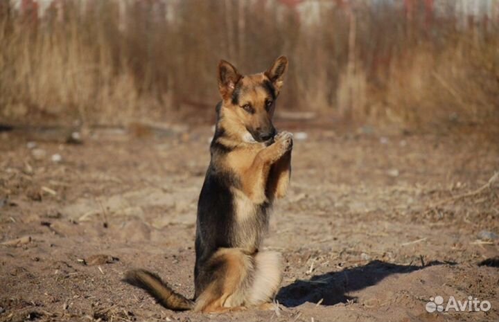 Услуги кинолога