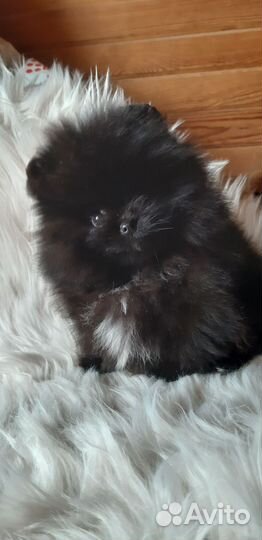 Померанский шпиц мини девочка мишка