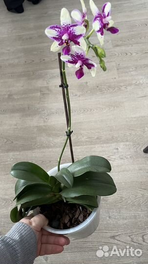 Орхидея фаленопсис