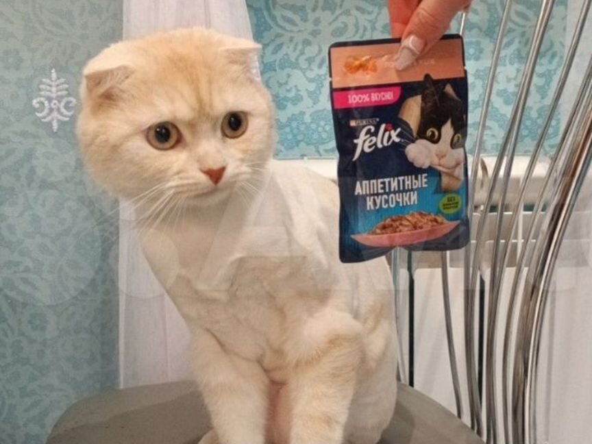 Корм Felix Whiskas китикет бесплатная доставка