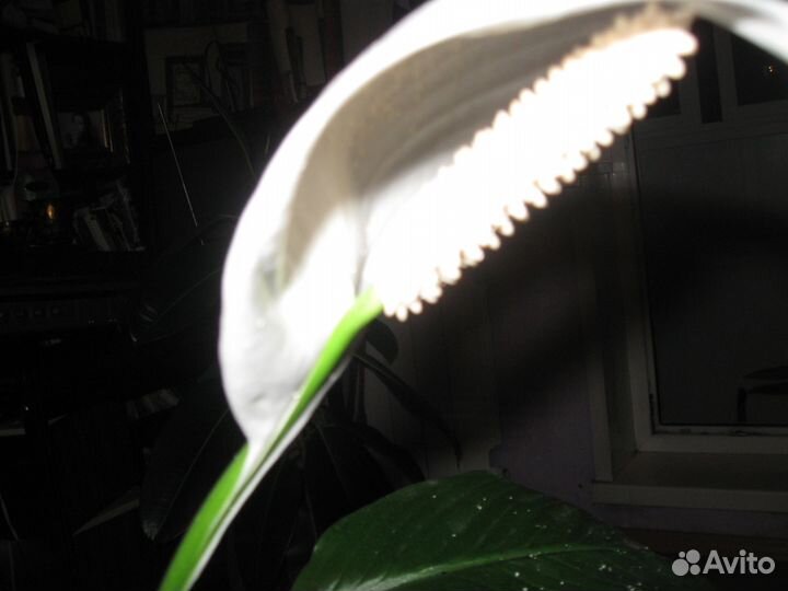 Женский цветок