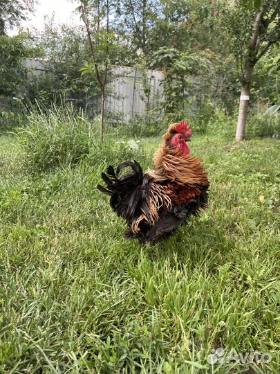 Карликовые петушки - шершетки кучерявые, бентамки