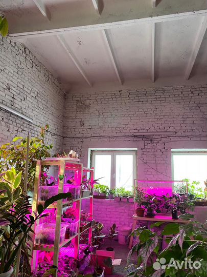 Комнатные растения цветы, собственная оранжерея