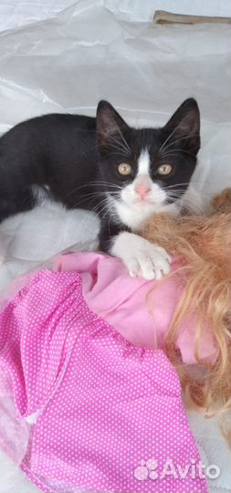 Котенок девочка в добрые руки