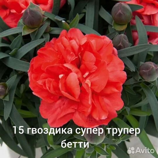 Гвоздика вегетативная