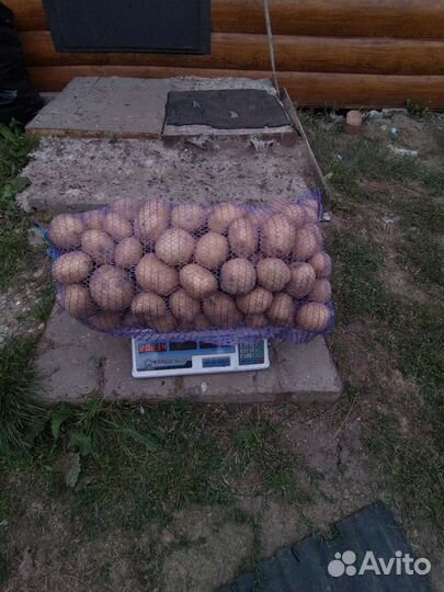 Продам картофель