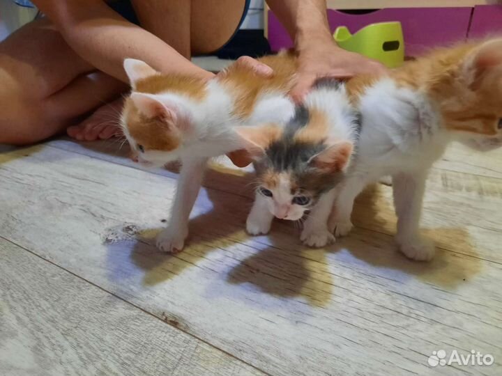 Отдам котят в добрые руки, бесплатно