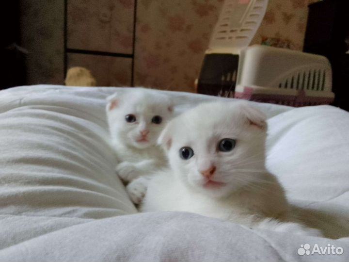 Продаются два котенка инопланетянина) метисы