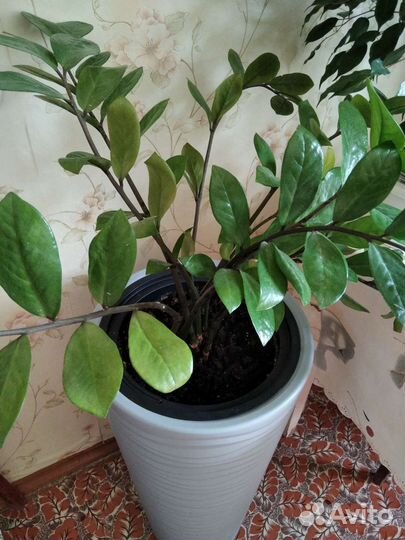 Замиокулькас