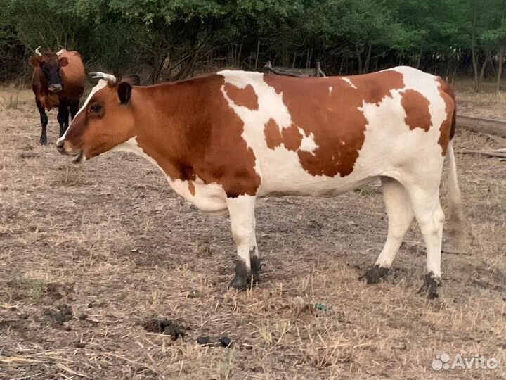 Айширская порода и красностепная