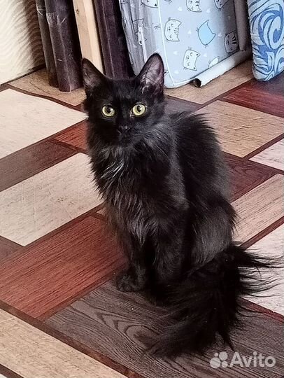 Черный котенок