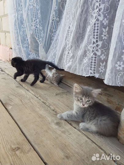 Котята
