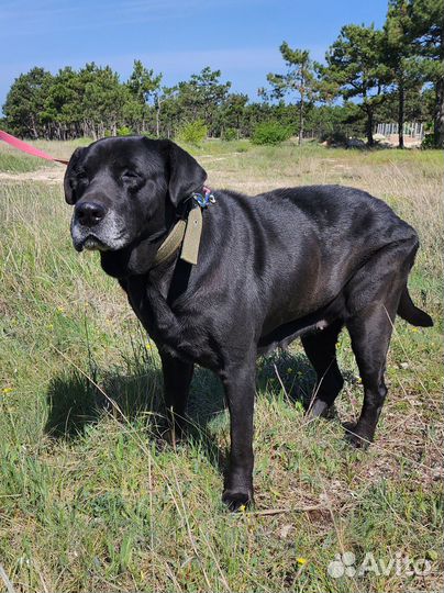 Лабрадор Фреда в добрые руки