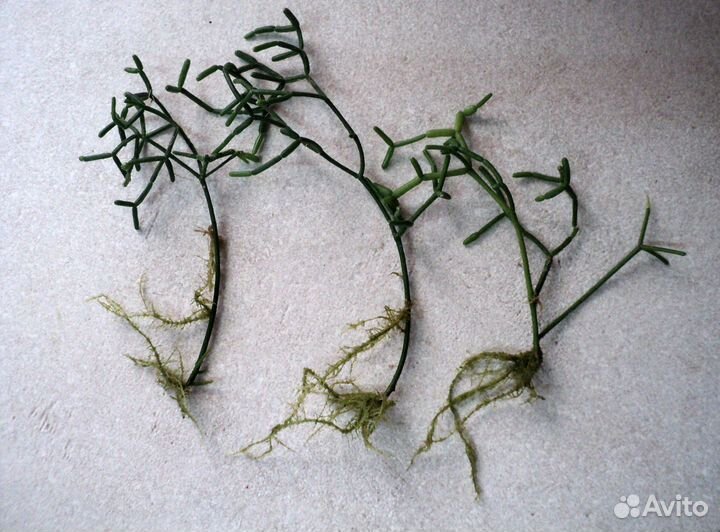 Рипсалис Цереускула Rhipsalis Cereuscula