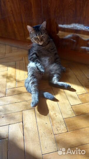 Передержка кошек, няня для котов кошек