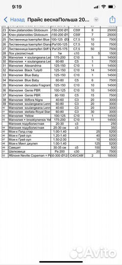 Береза youngii на штамбе