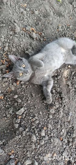 Кошка в дар бесплатно