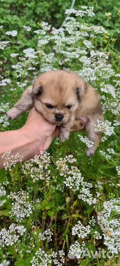 Померанский шпиц мальчик