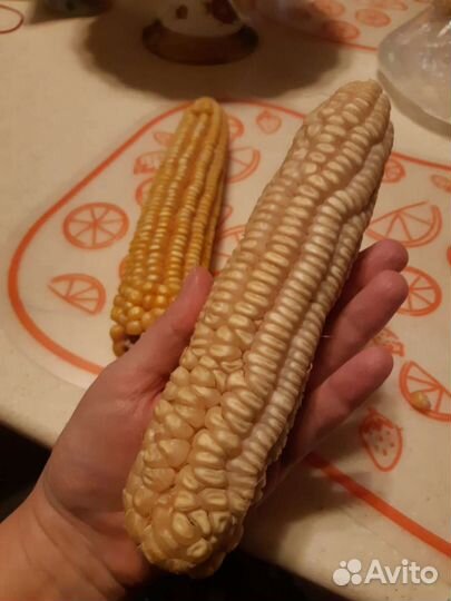 Семена кукурузы не гибрид