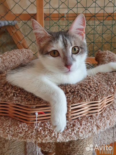 Отдам кошку в добрые руки