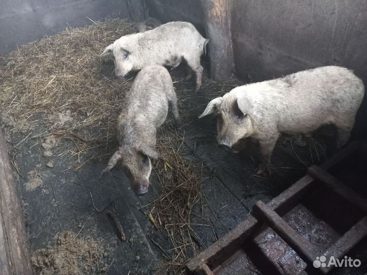 Поросята венгерской мангалицы