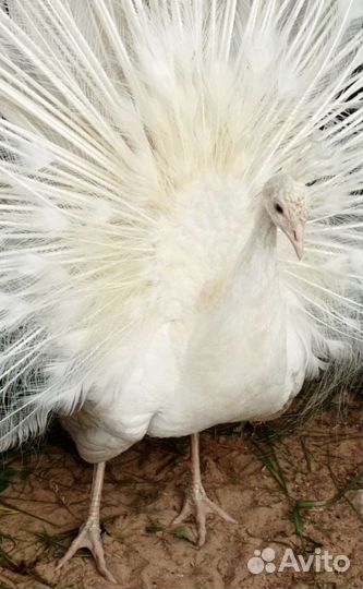 Павлин Белый