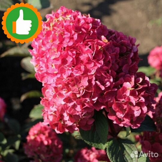 Саженцы Гортензия метельчатая Самарская Лидия