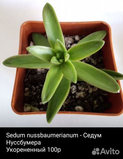 Суккуленты3